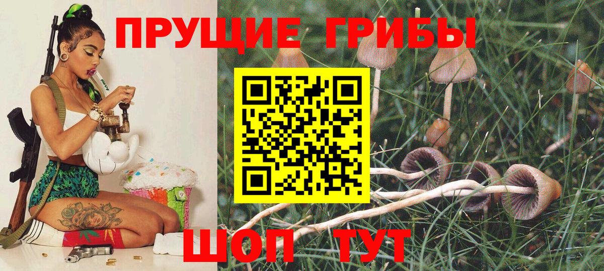 Псилоцибиновые грибы мицелий  купить  цена  Чита  Вход с VPN 